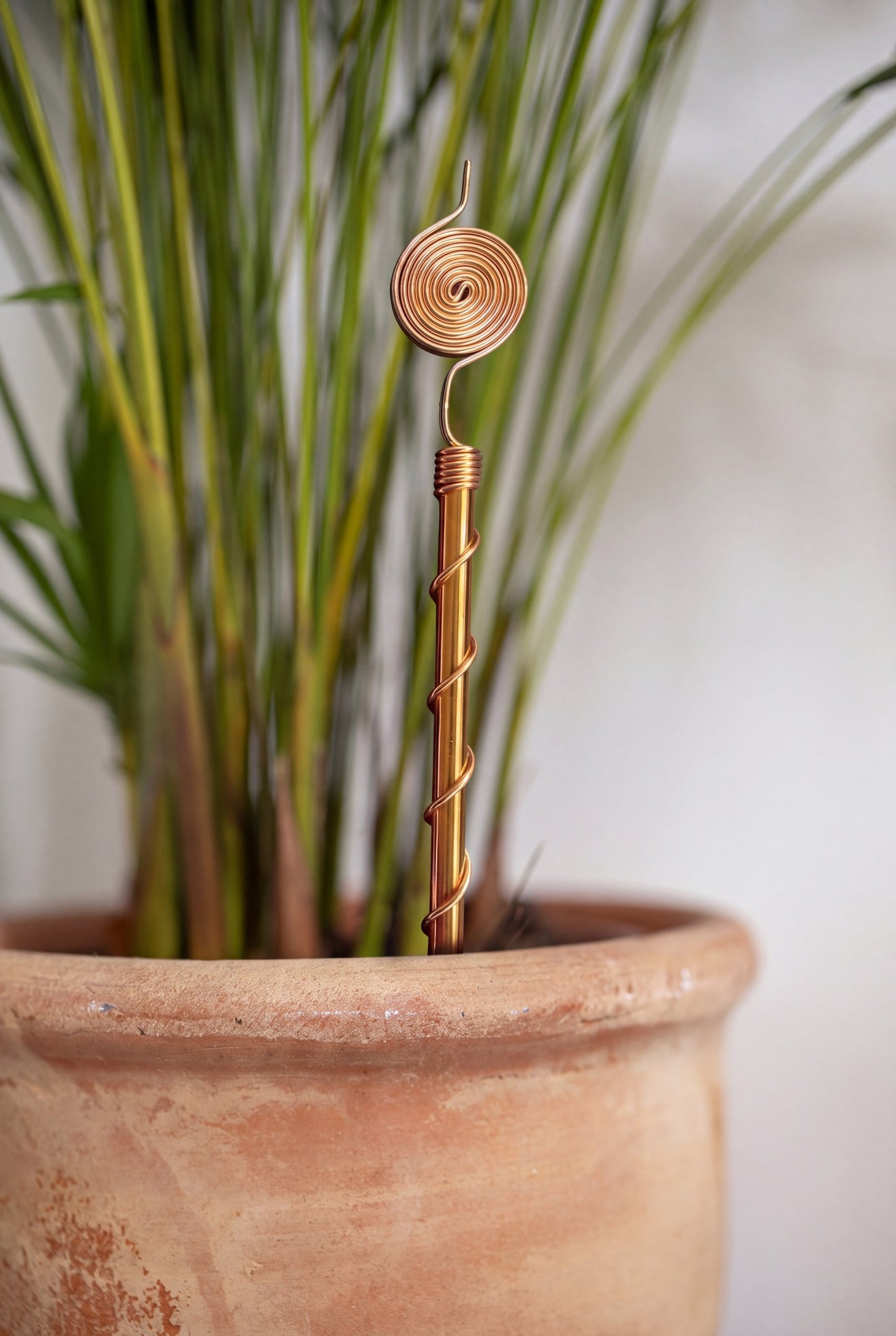 Kopero Elektrocultuur 30 cm koperen antenne in een terracotta pot met siergras