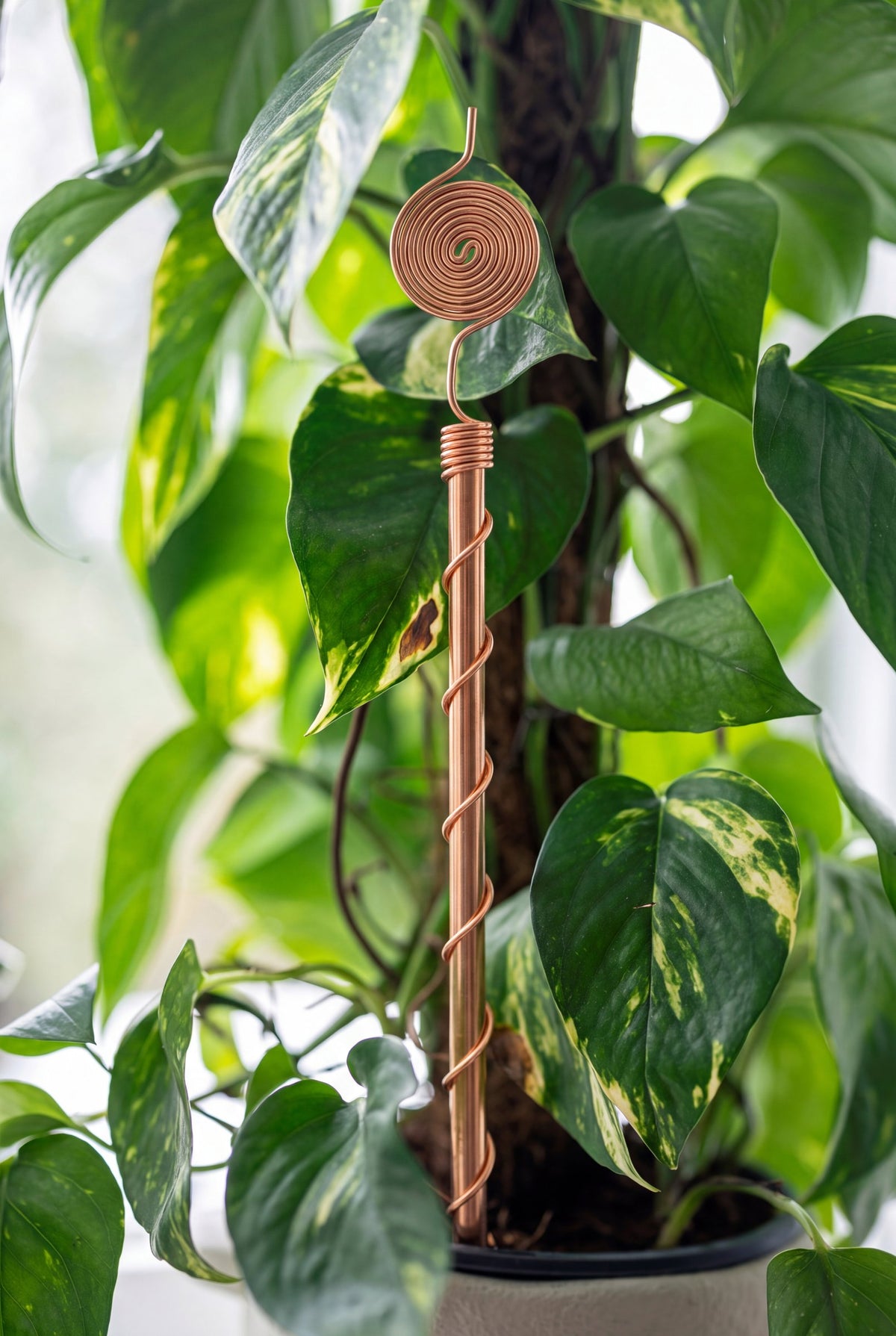 Kopero Elektrocultuur 30 cm koperen antenne bij een kamerplant