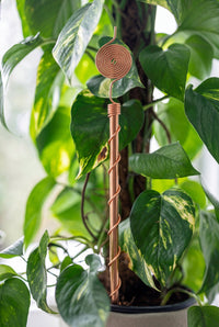 Kopero Elektrocultuur 30 cm koperen antenne bij een kamerplant