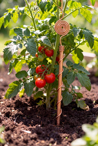 Kopero Elektrocultuur 30 cm koperen antenne bij een tomatenplant in de moestuin